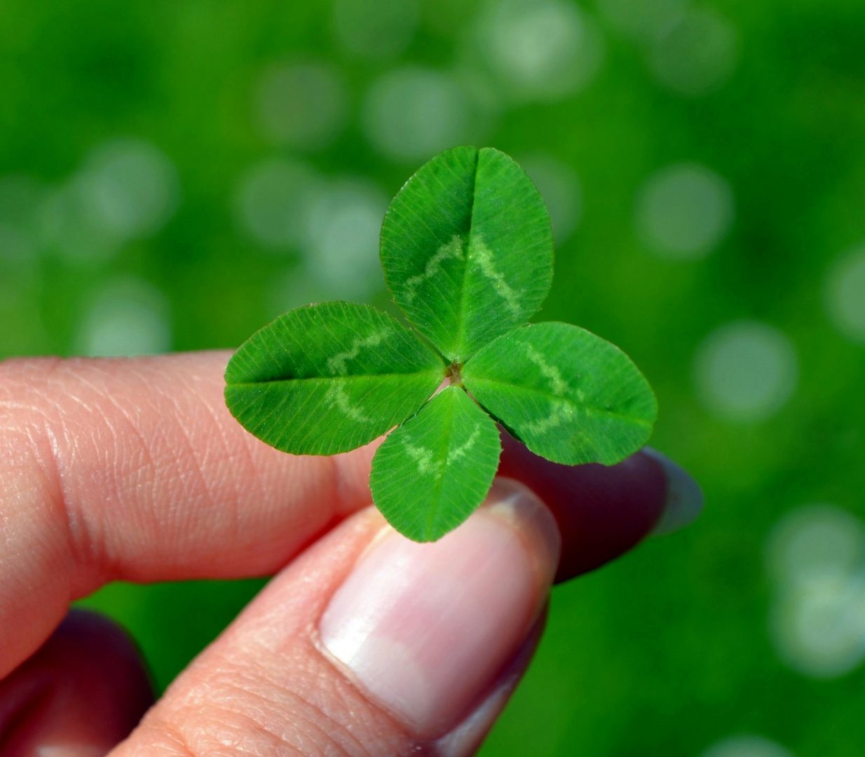 A four leafed clover