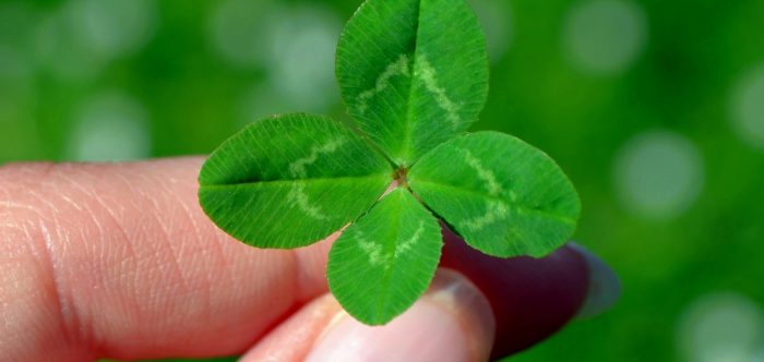 A four leafed clover