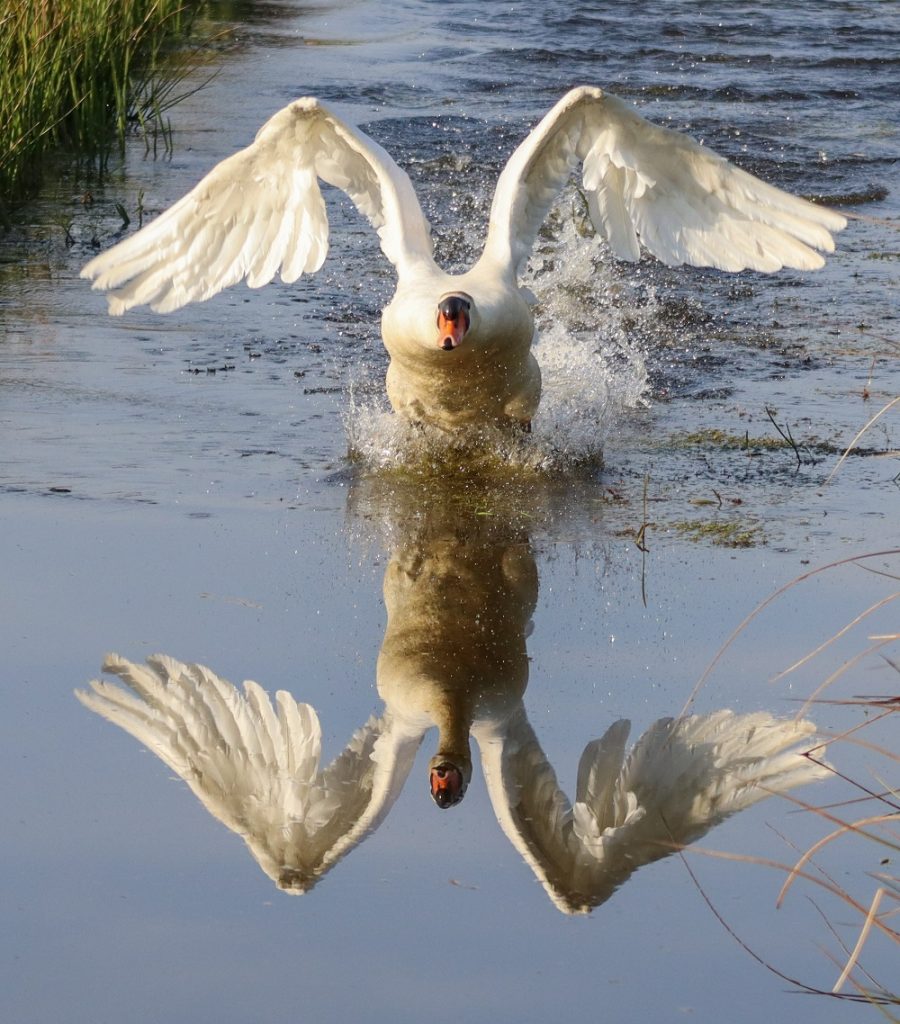 A swan takes flight off a lake