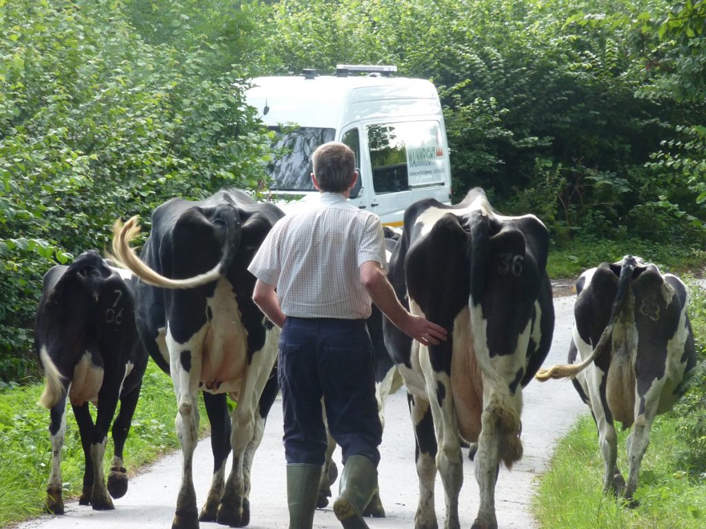A farmer walks his cows down a road
