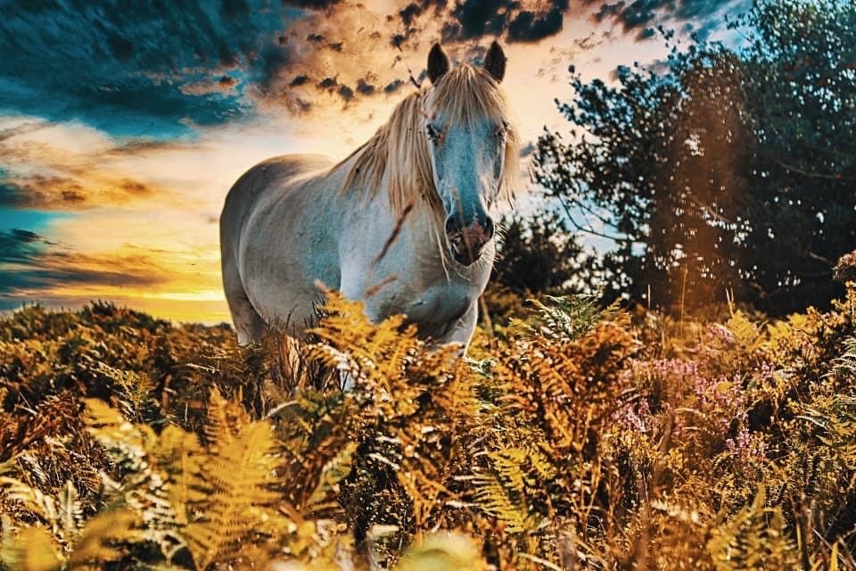 A horse stands in some ferns