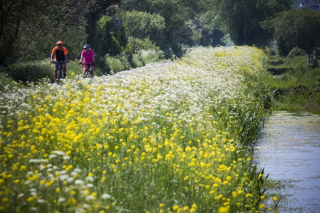 Two cyclists cycle next to a stream and wildflowers