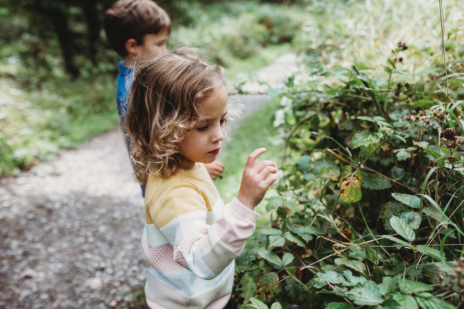 Children look at a blackberry bush