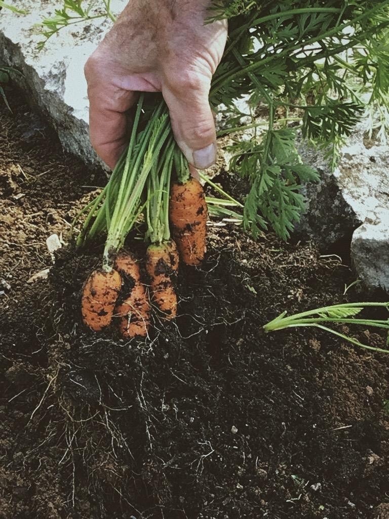Carrots being picked