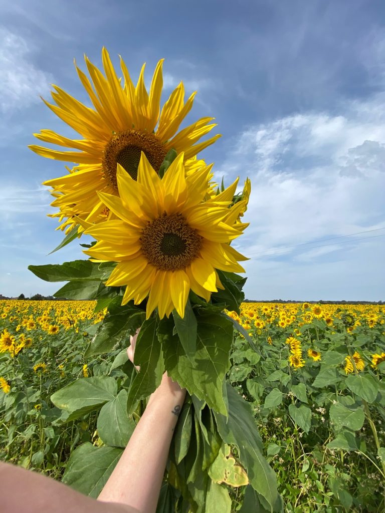 A sunflower being held up in a field of sunflowers