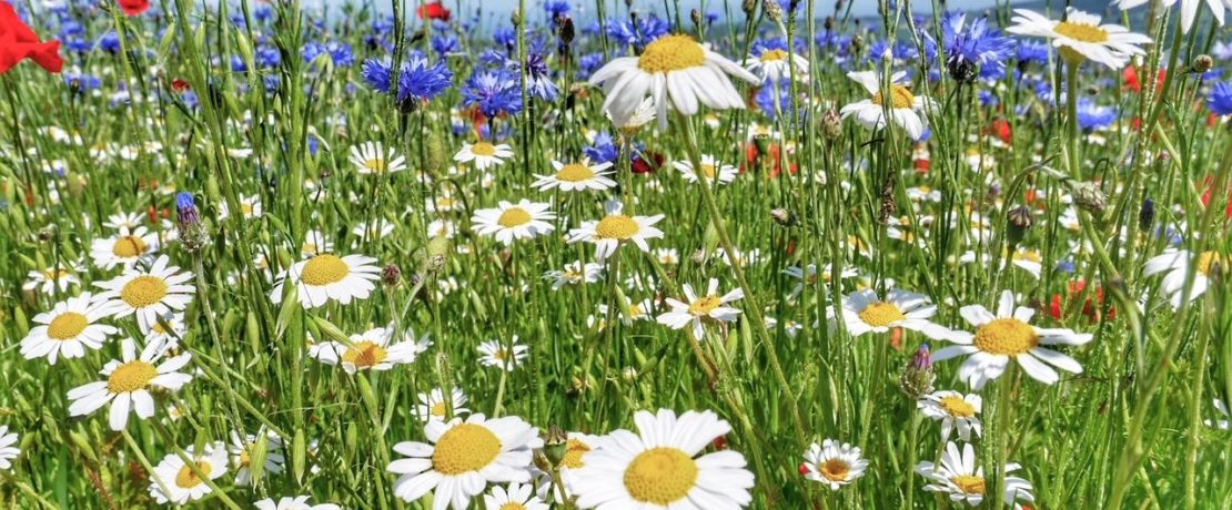 Wildflowers in a meadow