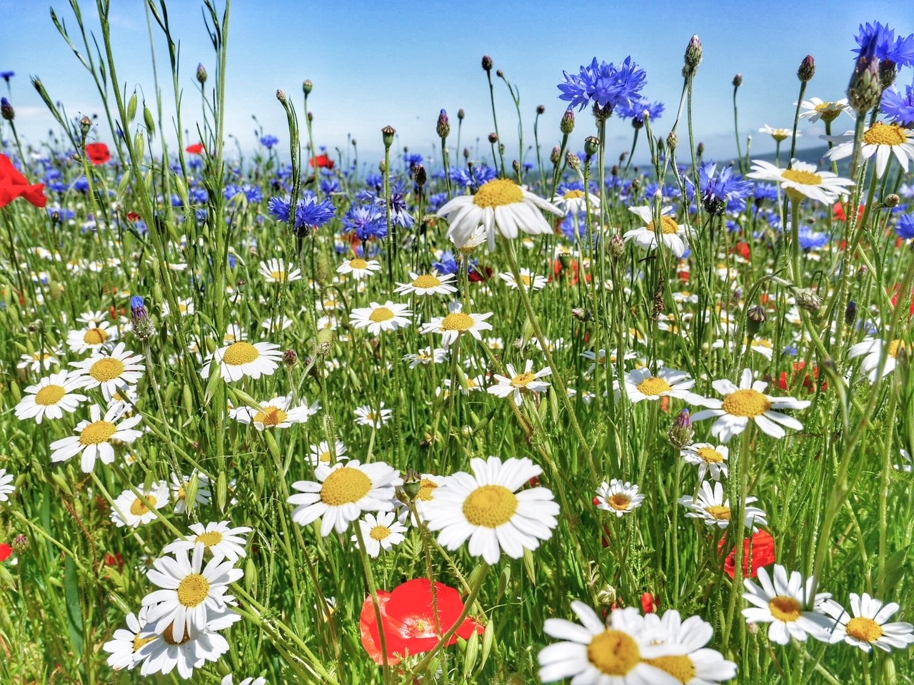 Wildflowers in a meadow