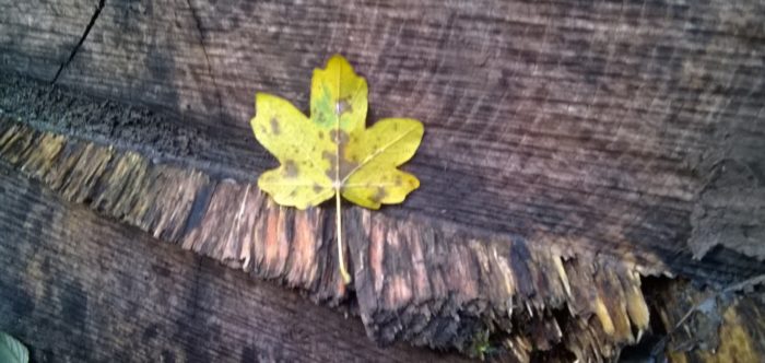 A leaf on a log