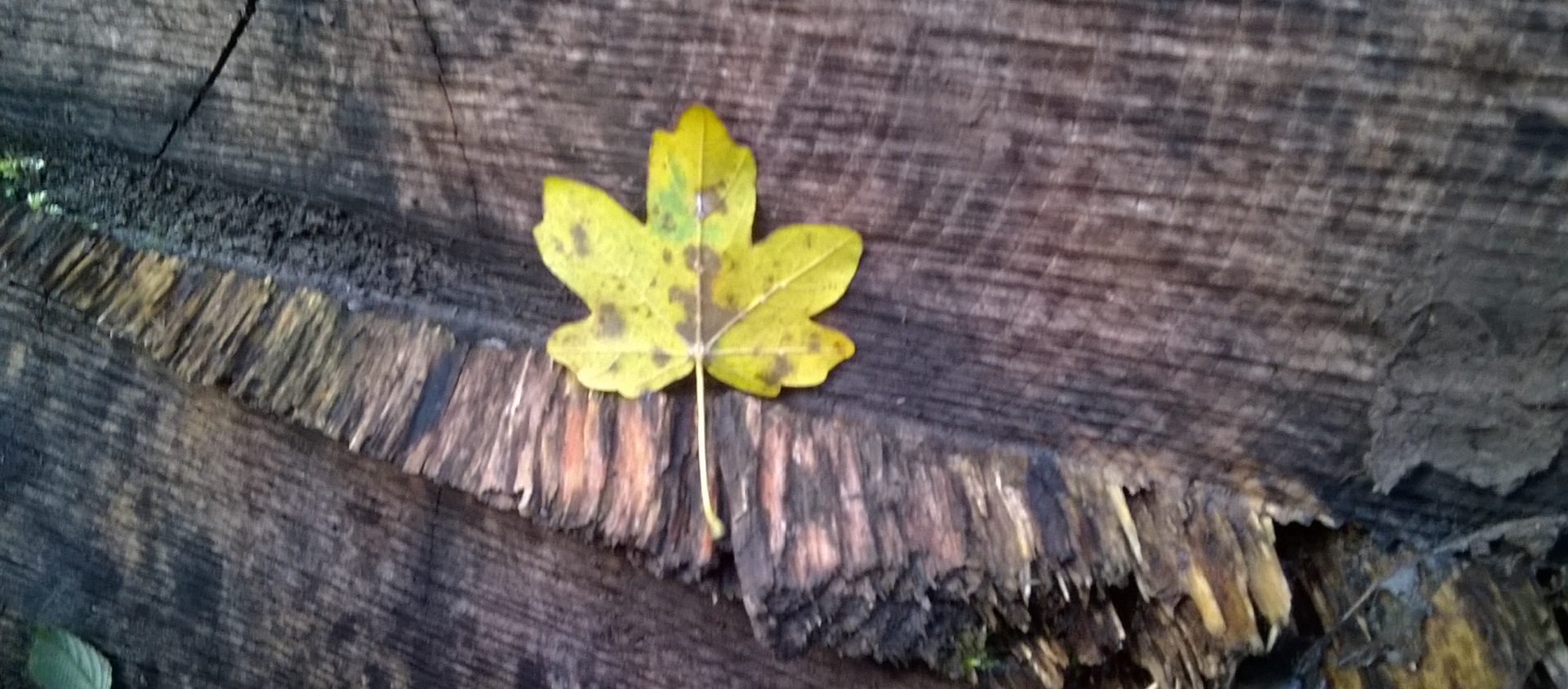 A leaf on a log