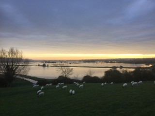 Sheep graze in a field next to the flooding on the levels