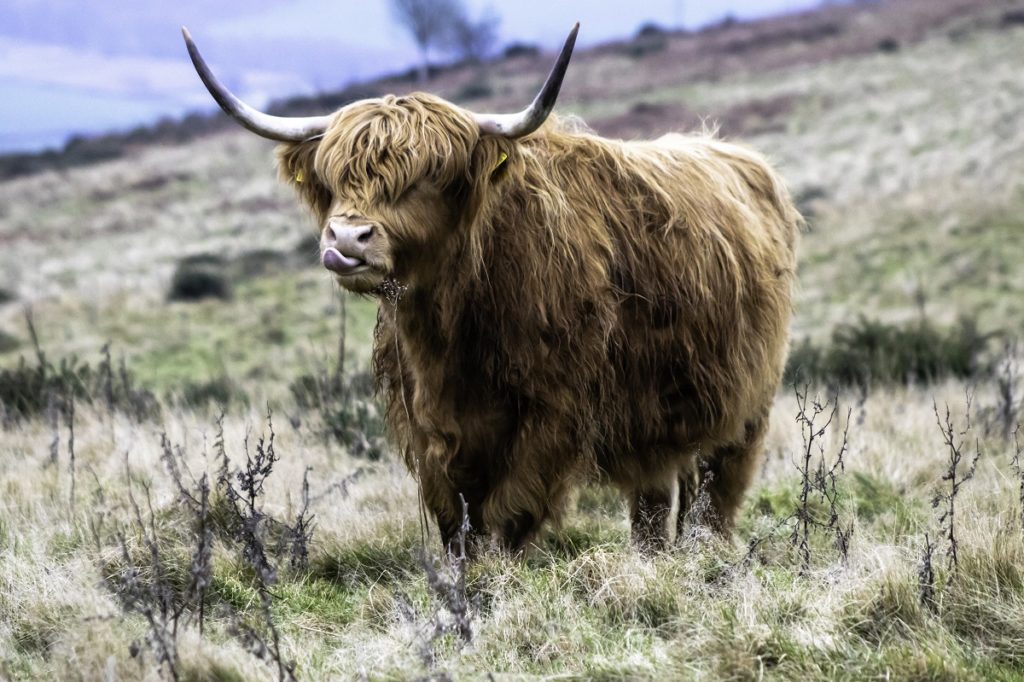 A highland cow on the Quantocks