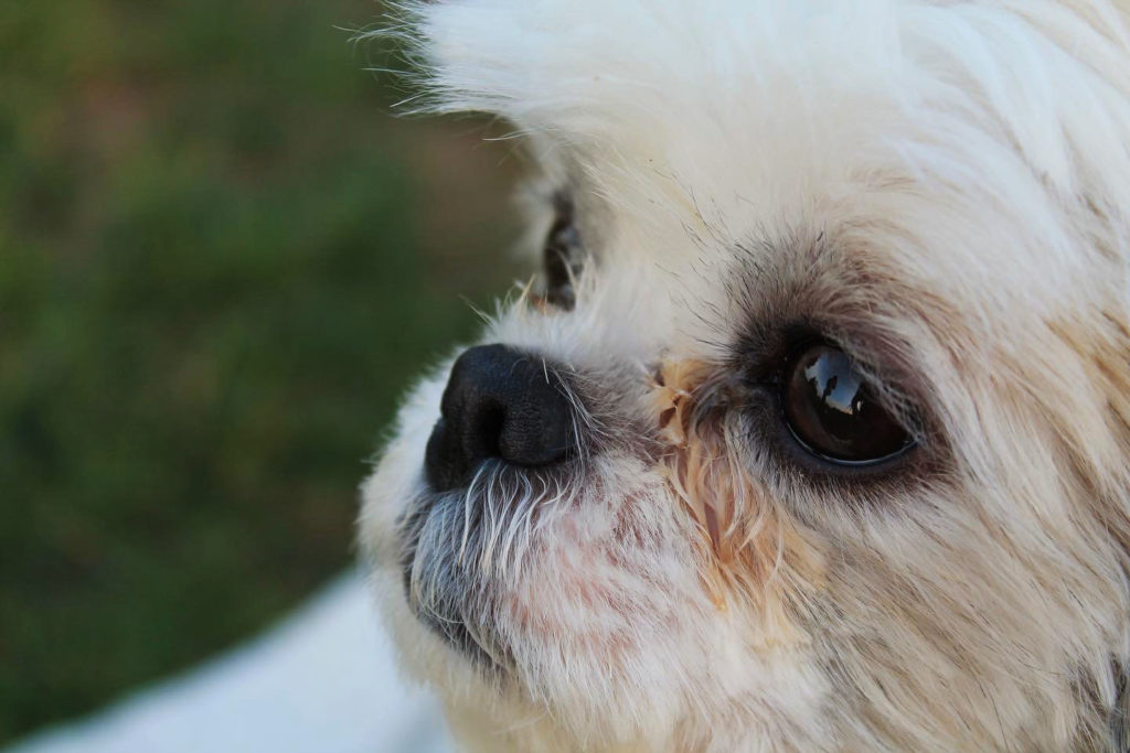 A dog looks into the camera