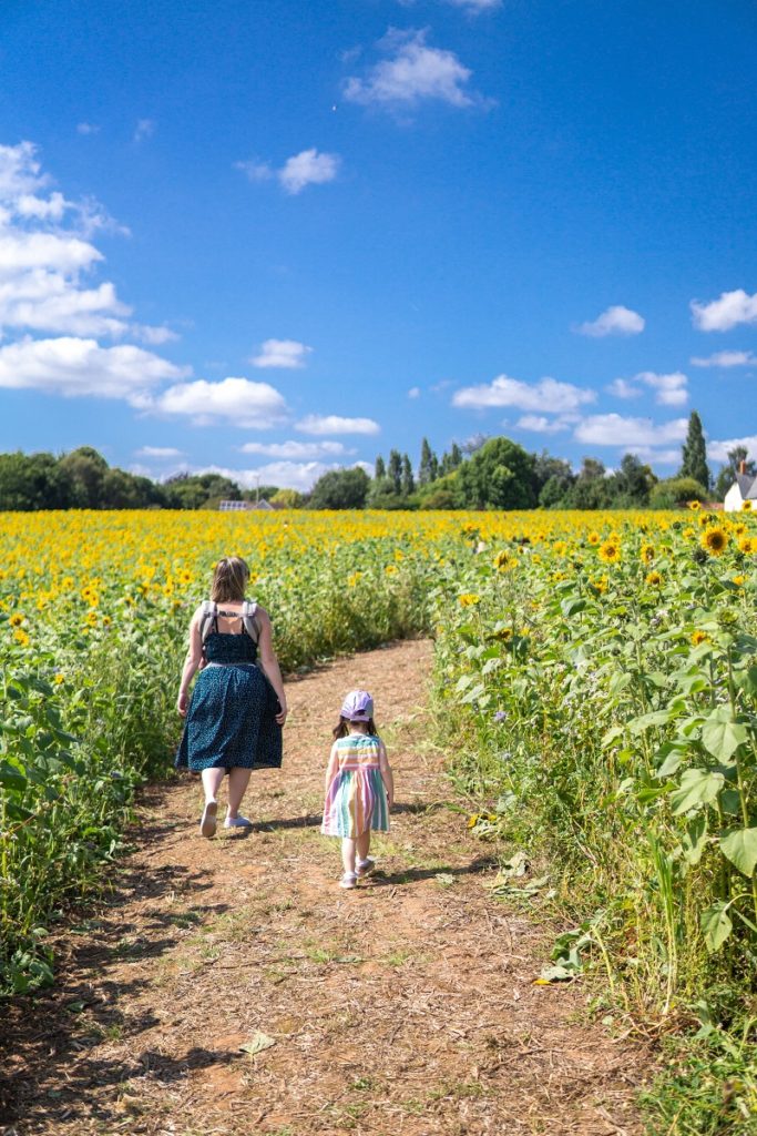 A mother and child walk through a sunflower field
