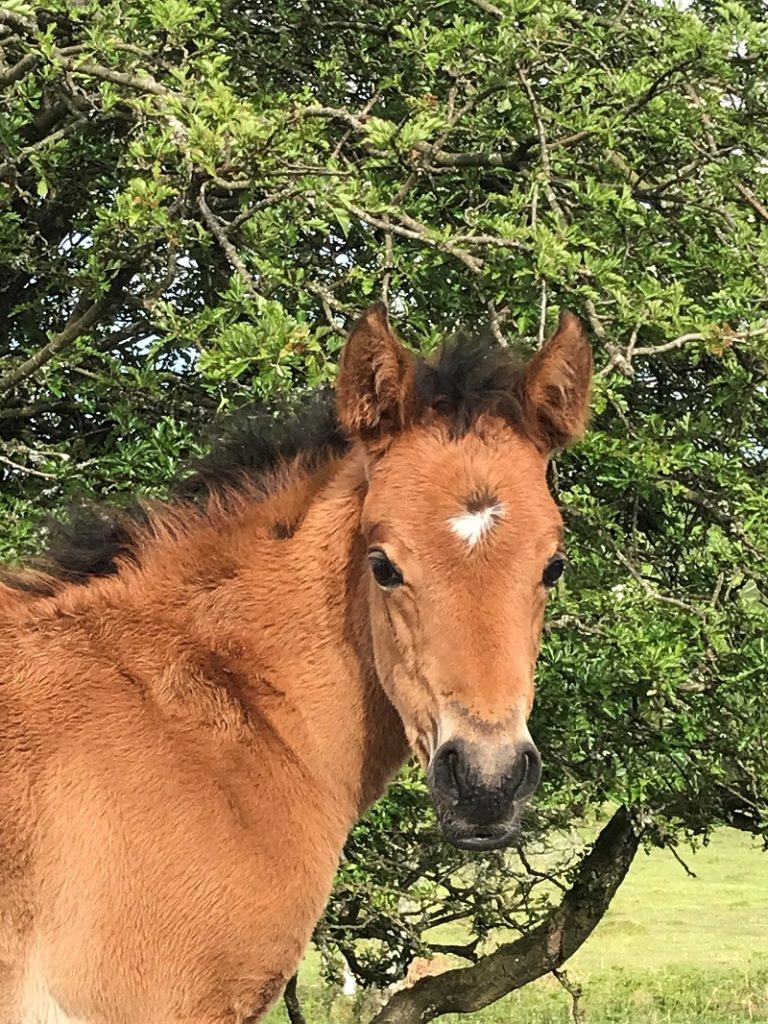 A foal looks into the camera