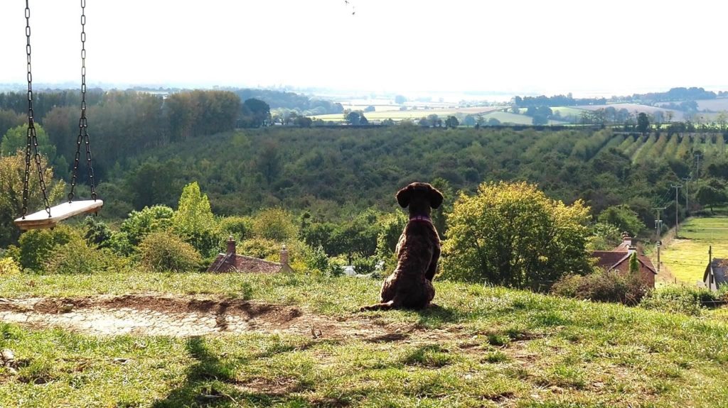 A dog sits on a hill next to a swing while looking over an orchard