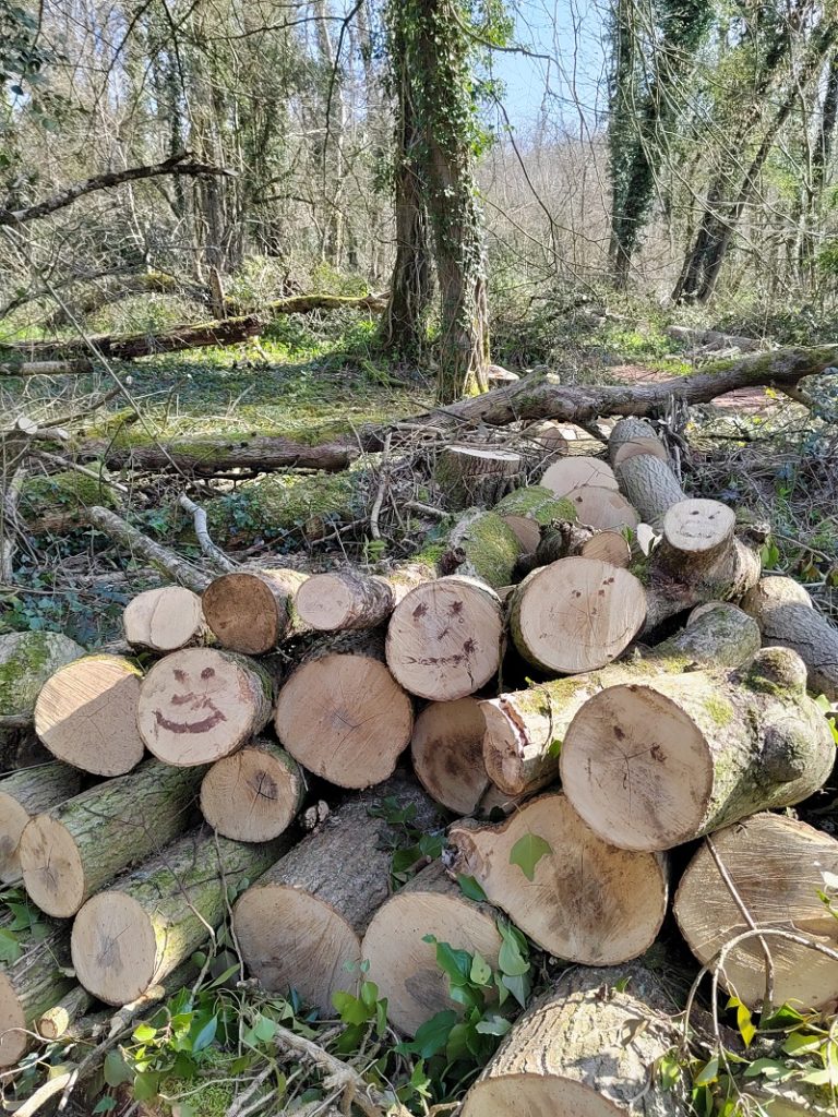 Smiley faces painted onto logs in a forest