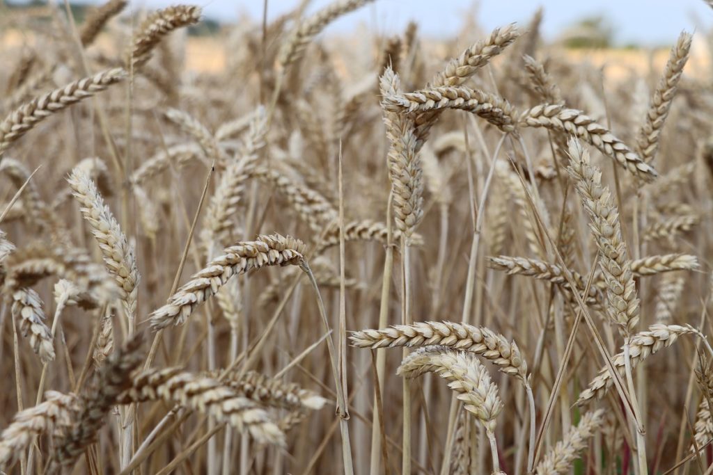 Closeup image of wheat