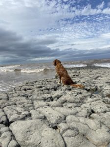 A dog looks out to sea