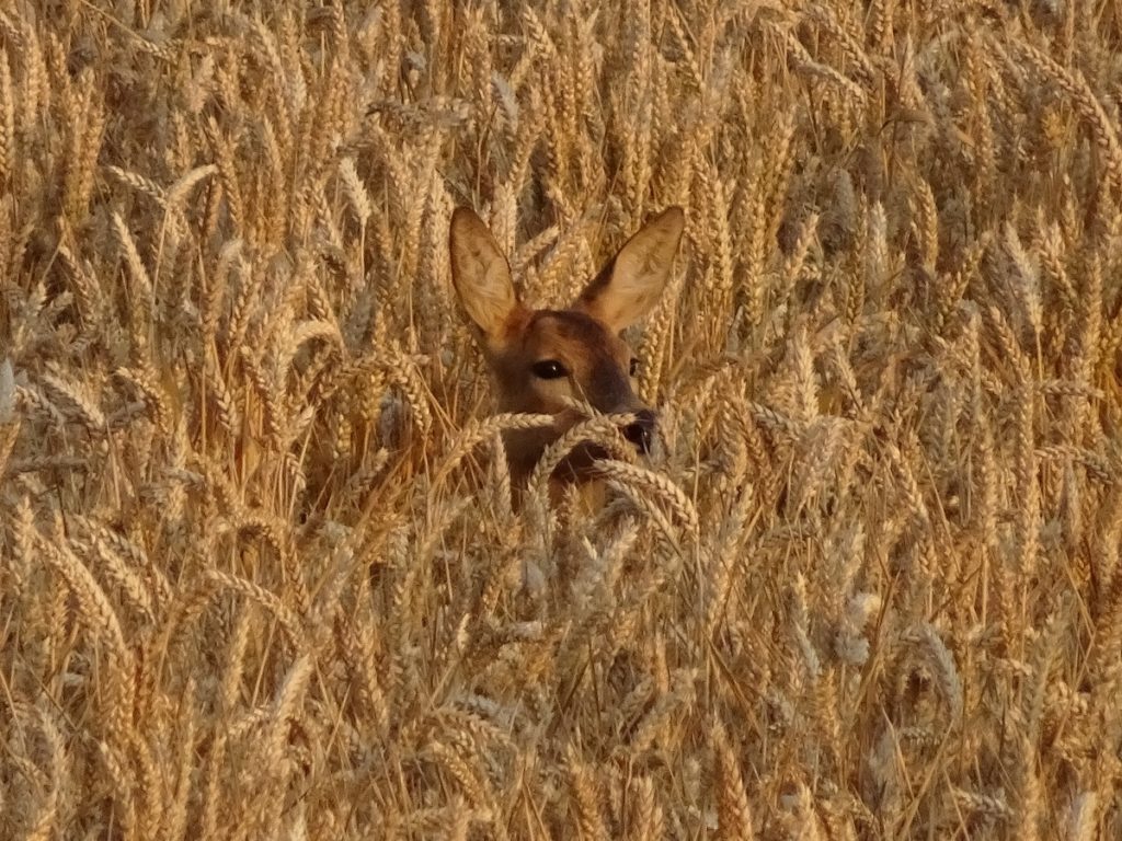 A deer hiding in a field of wheat