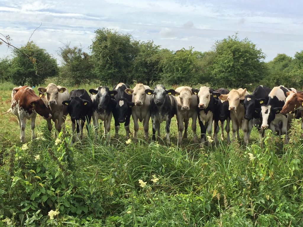 14 cows stand side by side in a field