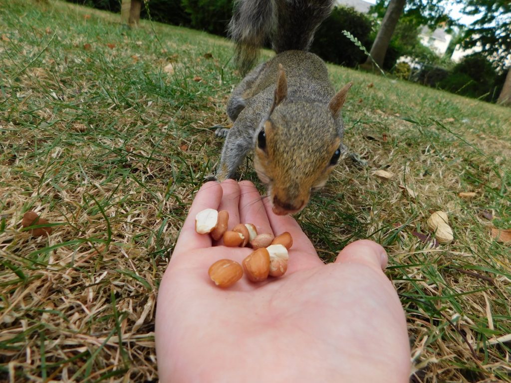 A squirrel eats nuts out of a persons hand