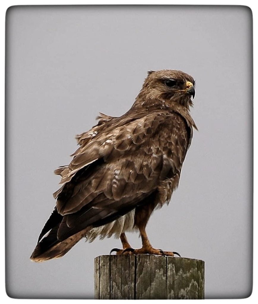 A buzzard perches on top of a post