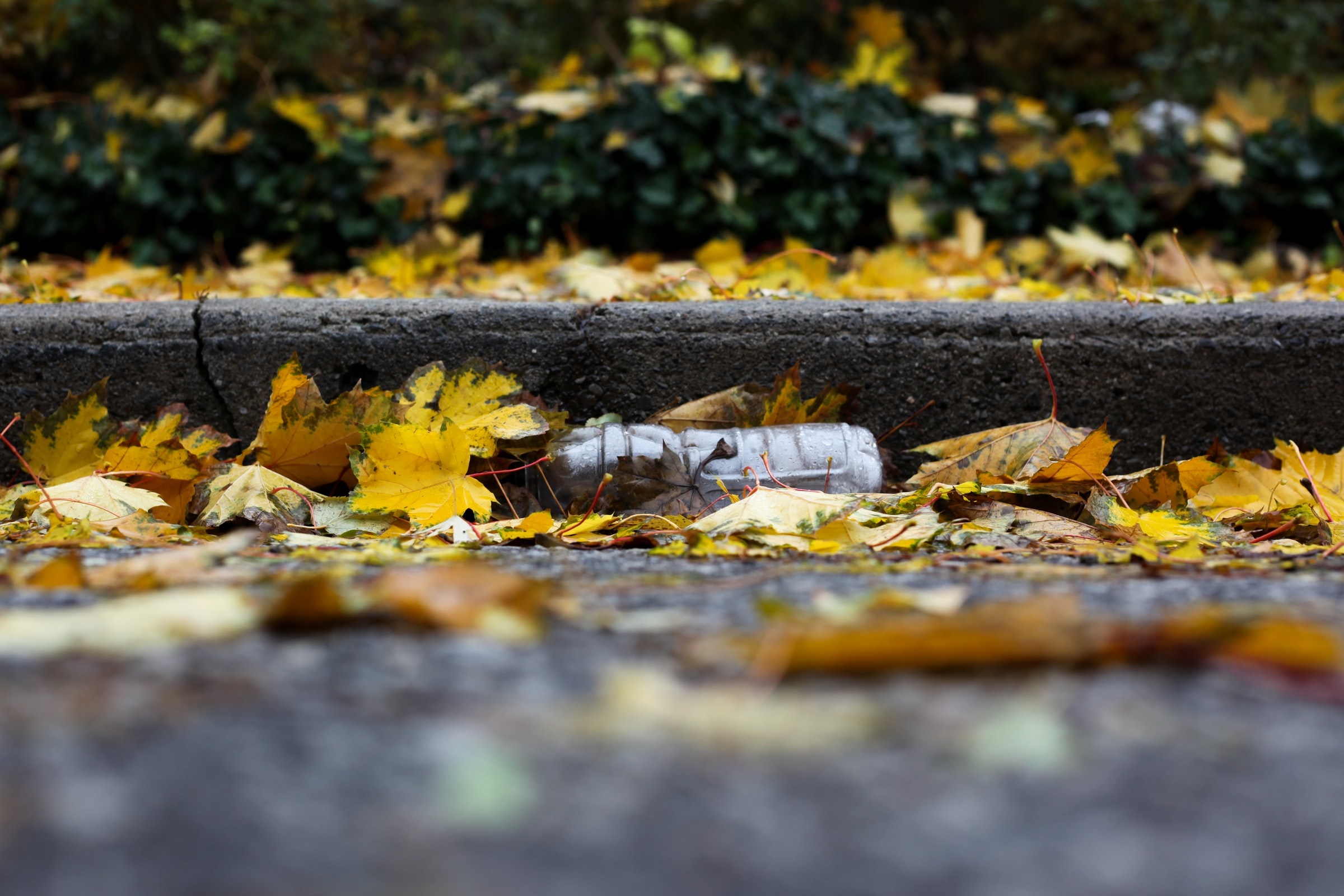 A plastic bottle in-between leaves next to a kerb