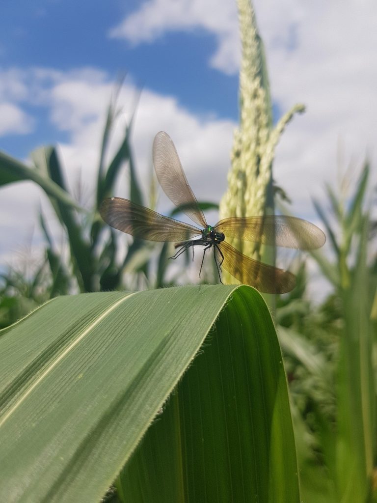 A dragonfly hovers over a corn leaf