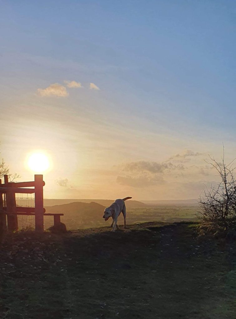 A dog walks on the top of a hill with the sunrise in the background