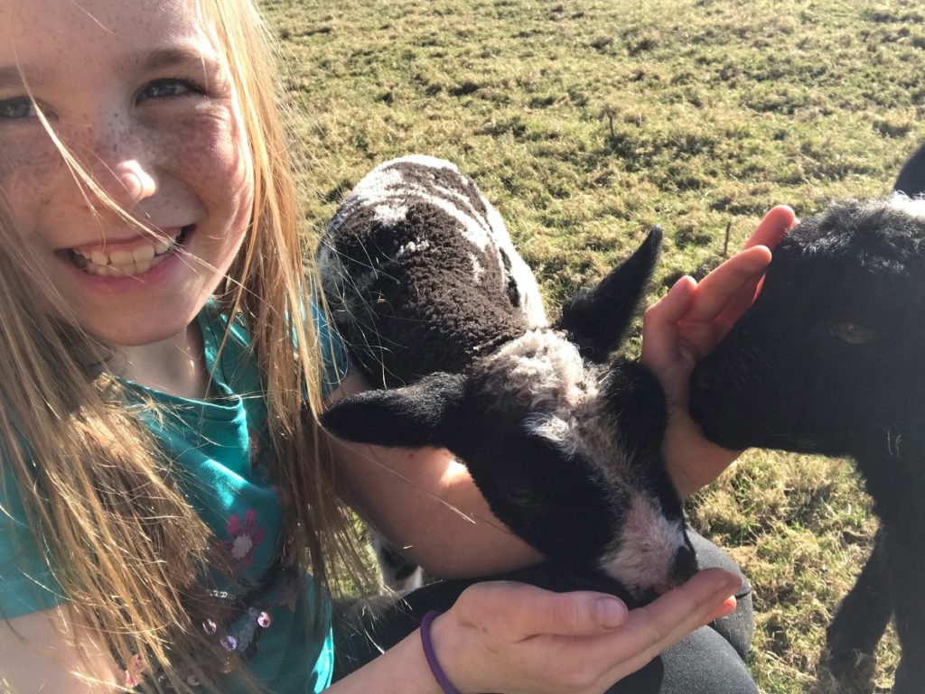 A child strokes two baby lambs