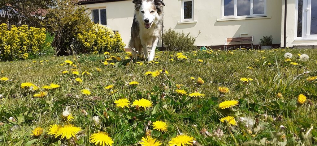 A dog in a dandelion filled garden