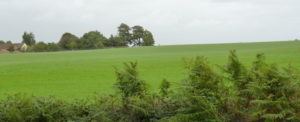 green field with hedge in foreground