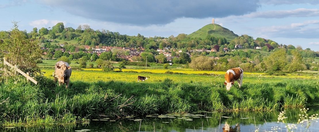 cows by a river in front of Glastonbury Tor