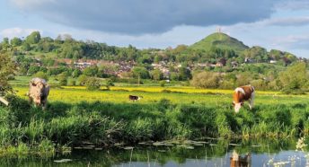 cows by a river in front of Glastonbury Tor