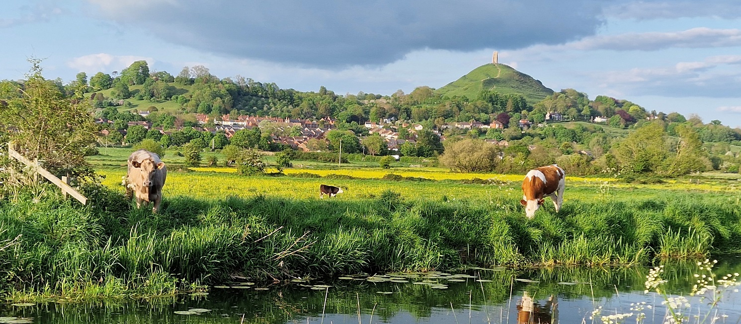 cows by a river in front of Glastonbury Tor