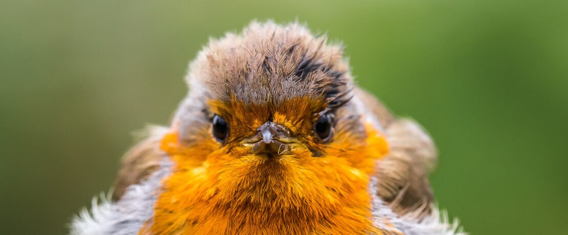close up photo of a robin