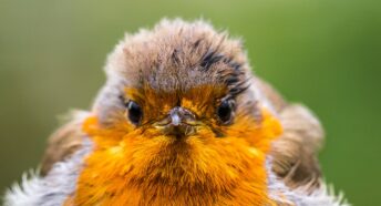 close up photo of a robin