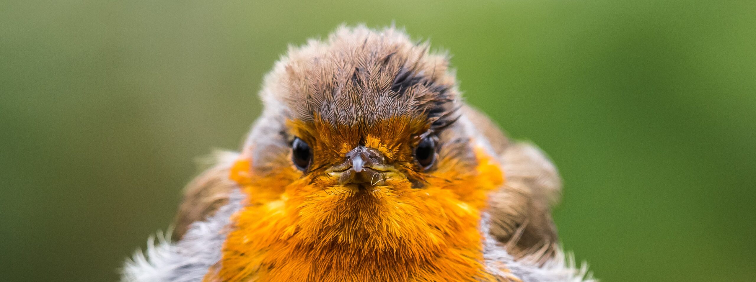 close up photo of a robin