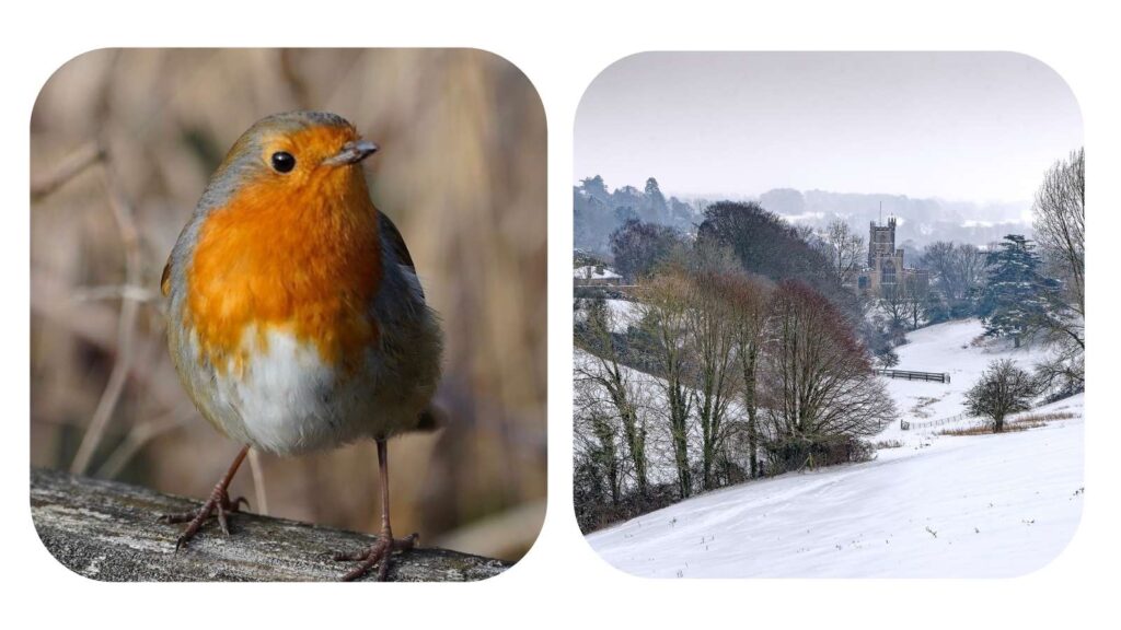 two pictures - robin and snowy scene