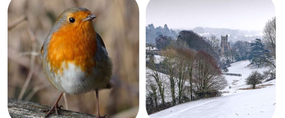 two pictures - robin and snowy scene