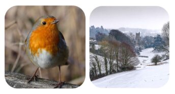 two pictures - robin and snowy scene