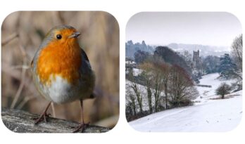 two pictures - robin and snowy scene