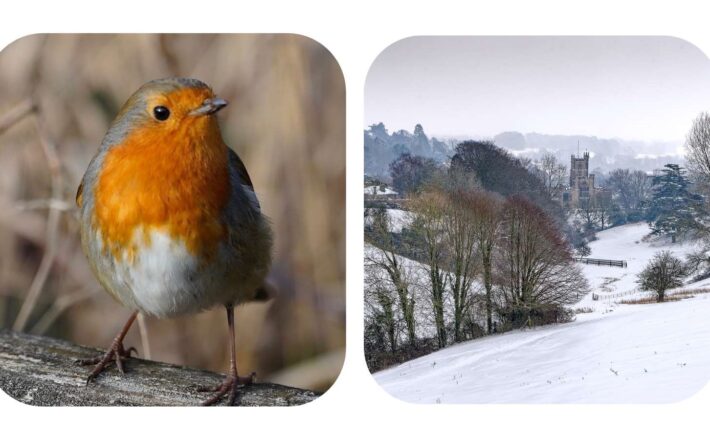 two pictures - robin and snowy scene