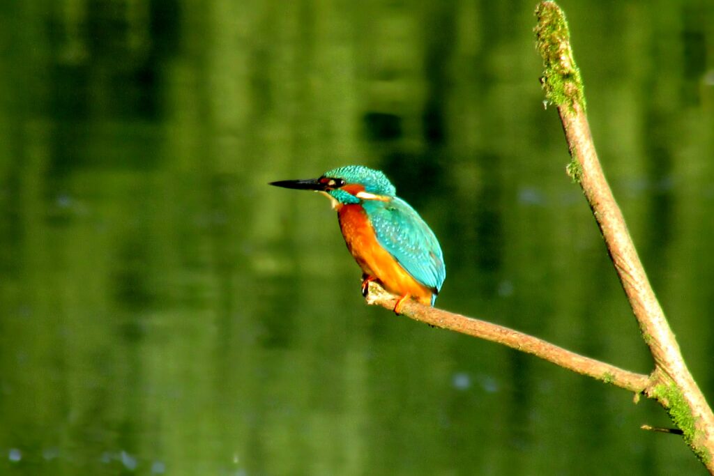 a kingfisher perched on a branch over water