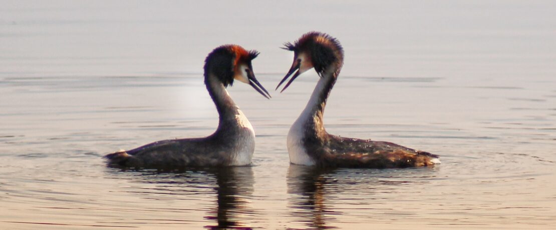 two birds facing each other on water
