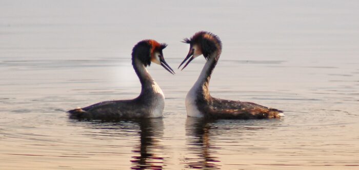two birds facing each other on water