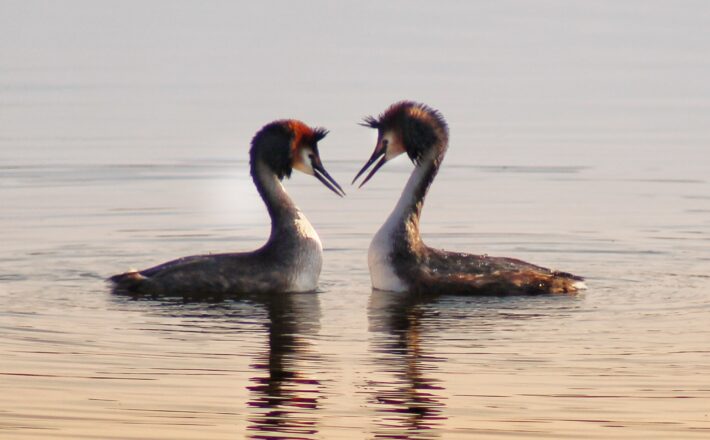 two birds facing each other on water