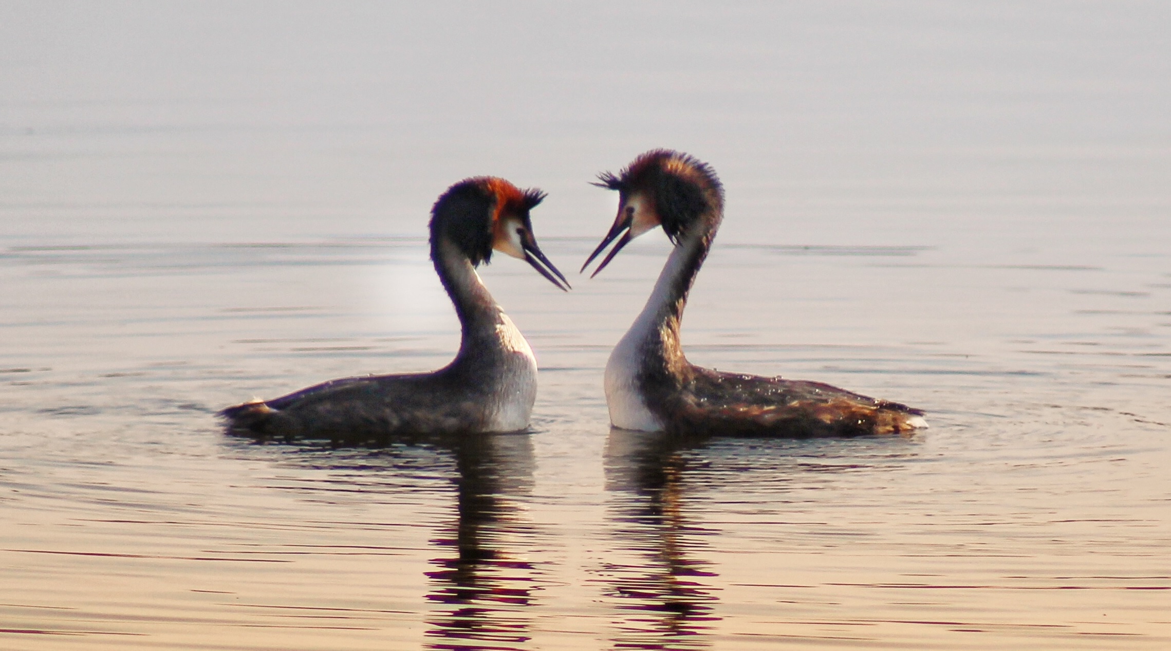 two birds facing each other on water