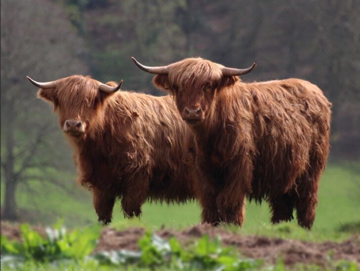 two highland cattle