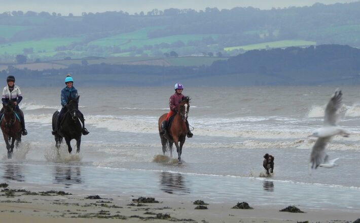 horses running in the sea